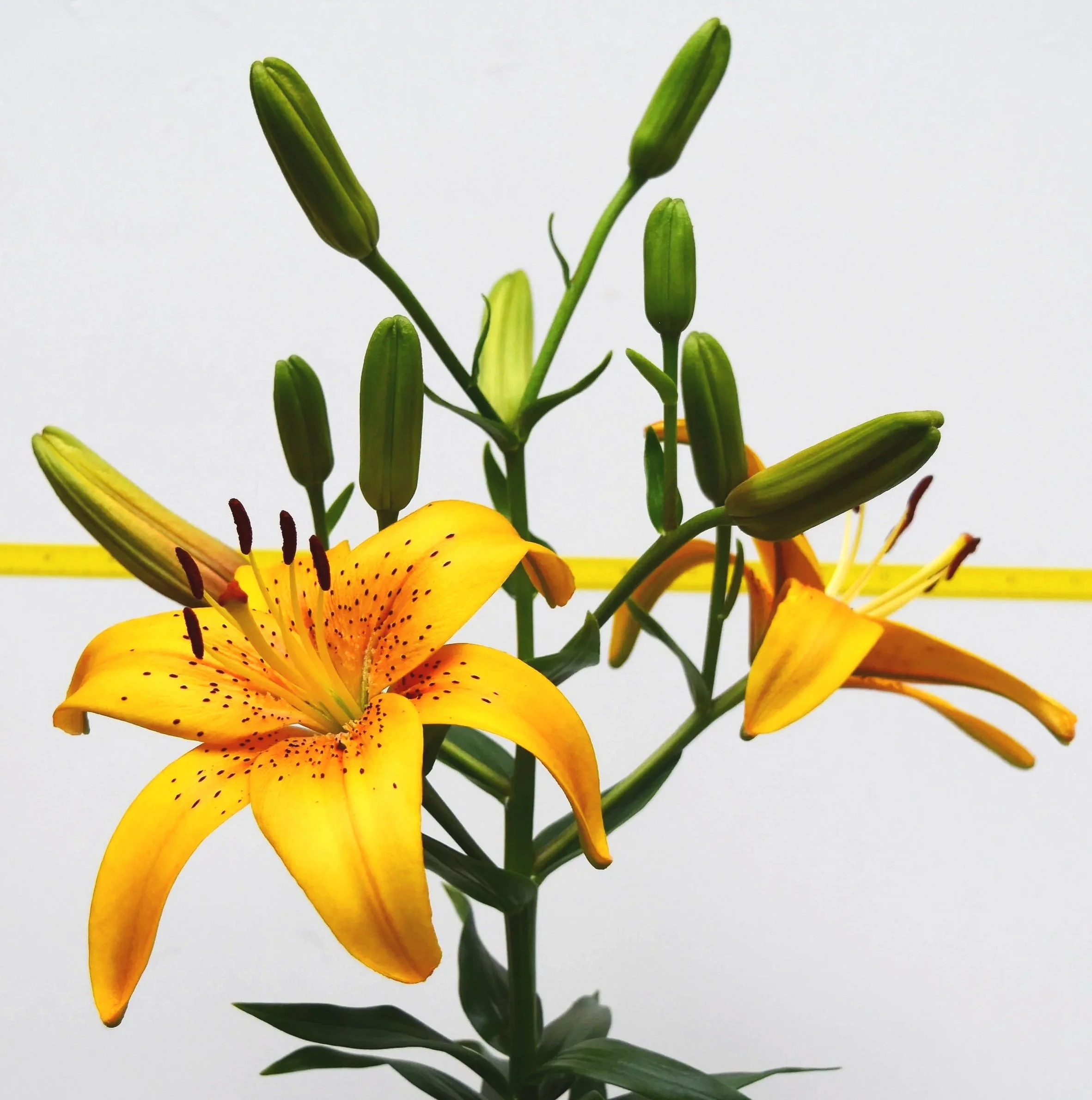 New for 2026! MORE COMING SOON! — The Lily Garden